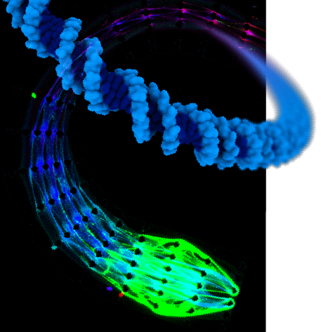 Molecular robotics